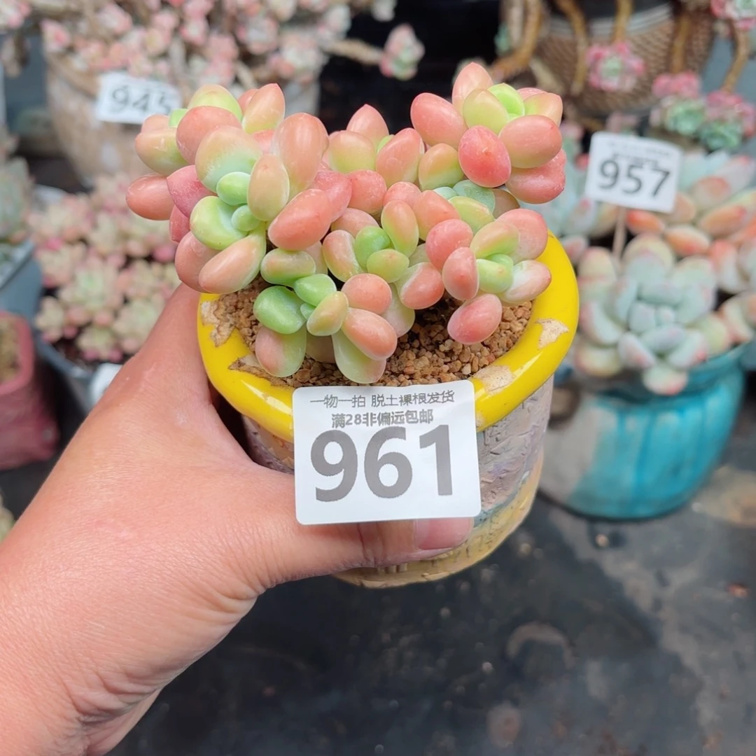 橘子洛神无盆土发货