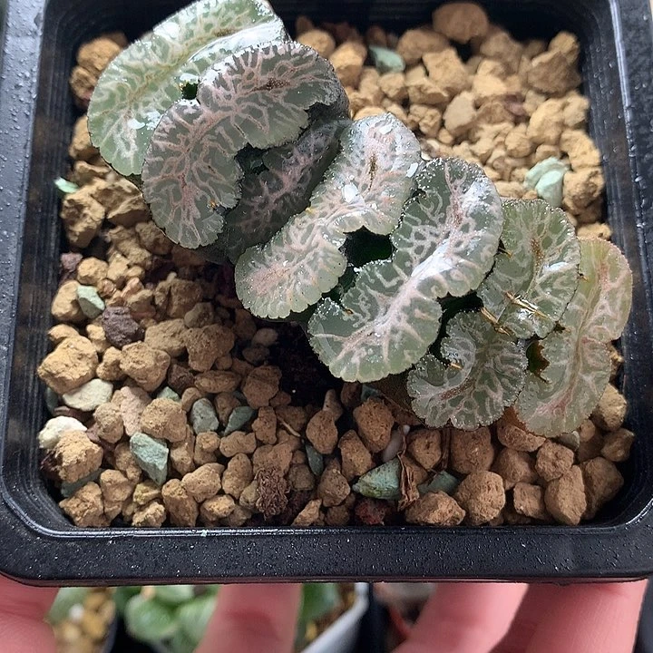 雪碧玉扇一物一拍带盆