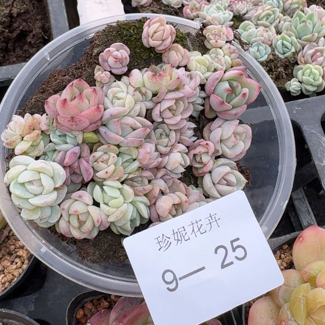 糖心一盒量拍9-25