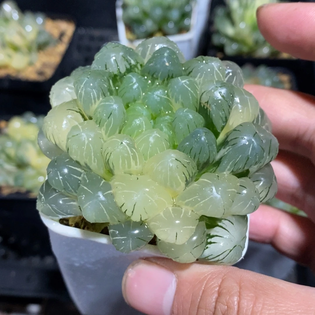 一颗湖水玉露锦 新年福利