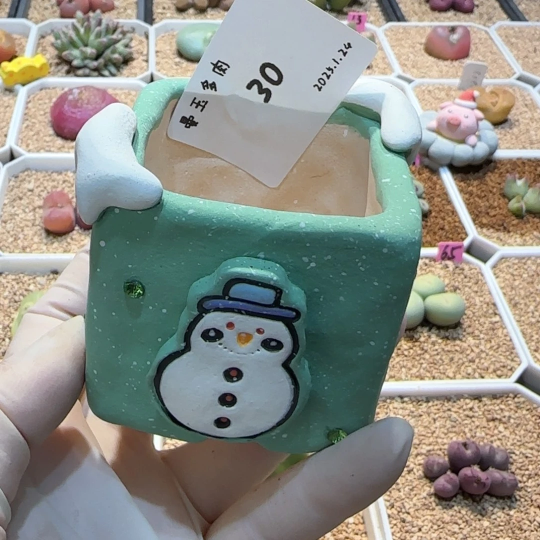 谷****多肉多肉多肉1.24-030