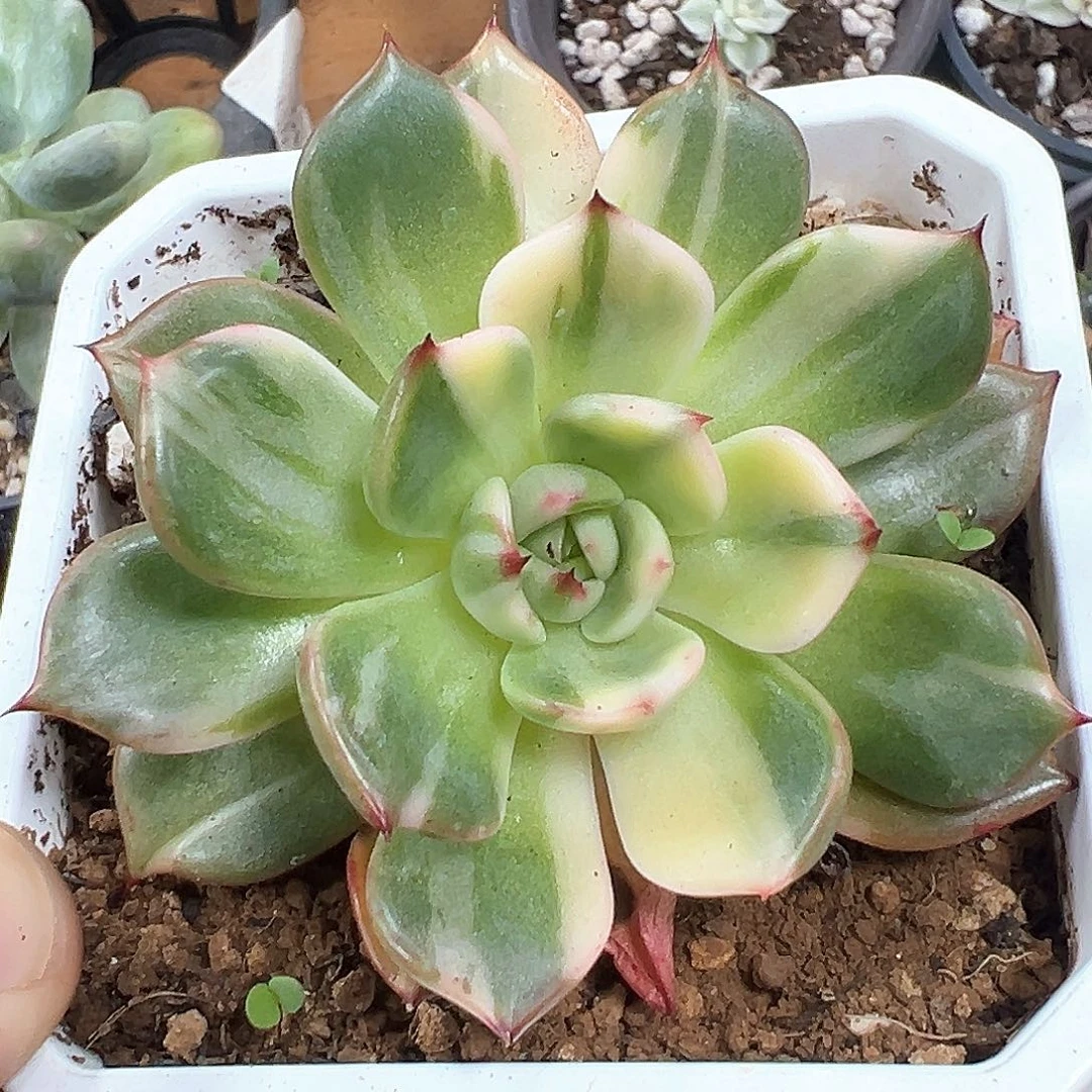 弗朗明哥锦 小方花圃一单包邮非偏远