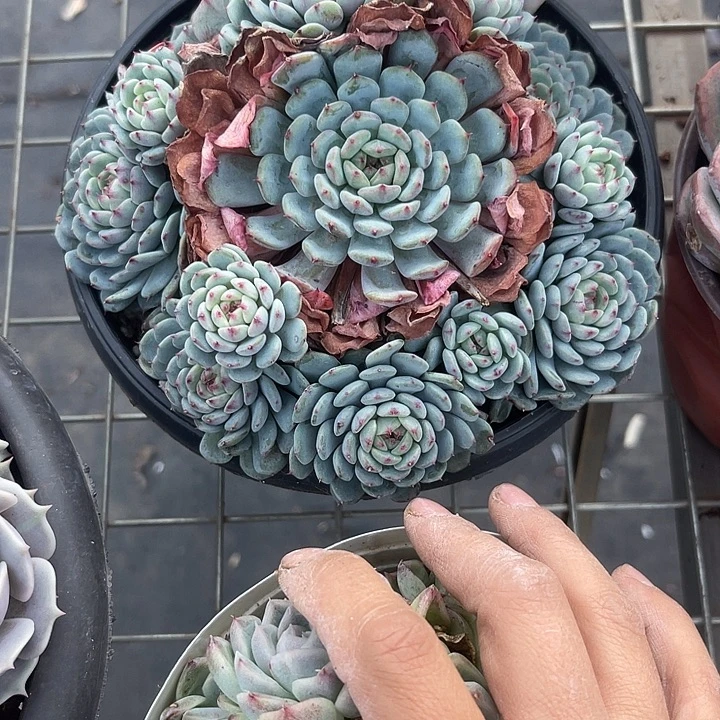 是***吖两单包邮，一物一拍764