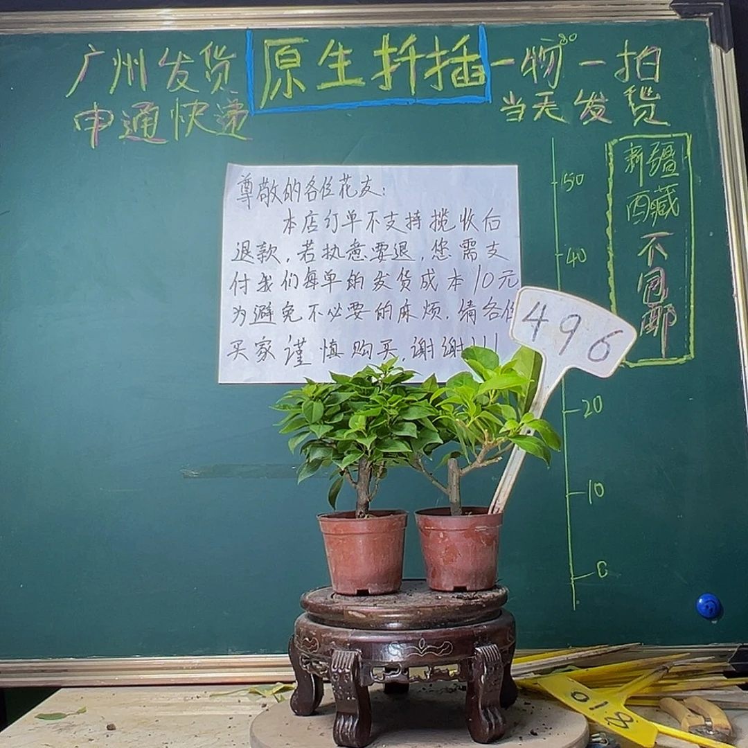 当前无花栽培后可以开花塔紫掌中宝 金夫人掌中宝496