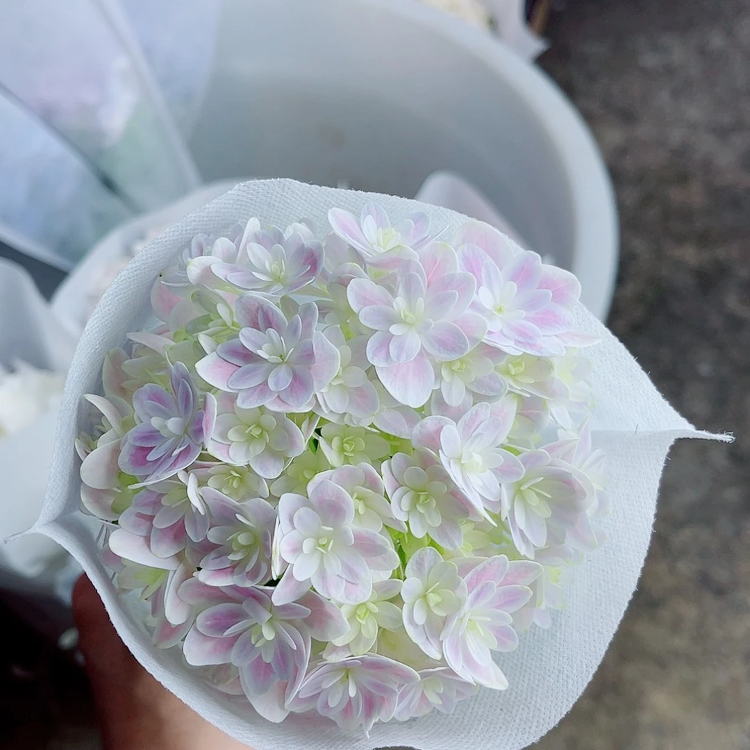 完全开放稀有绣球花254