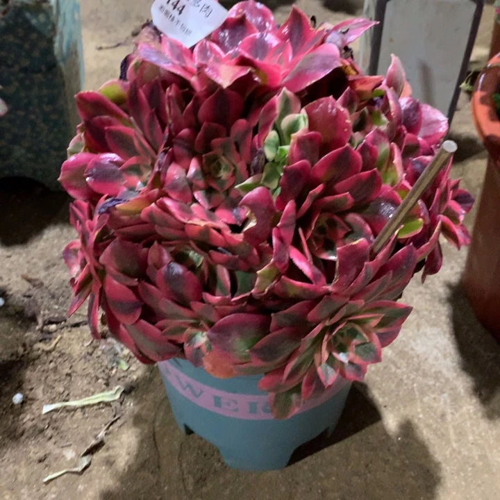 144女妖多肉植物特价