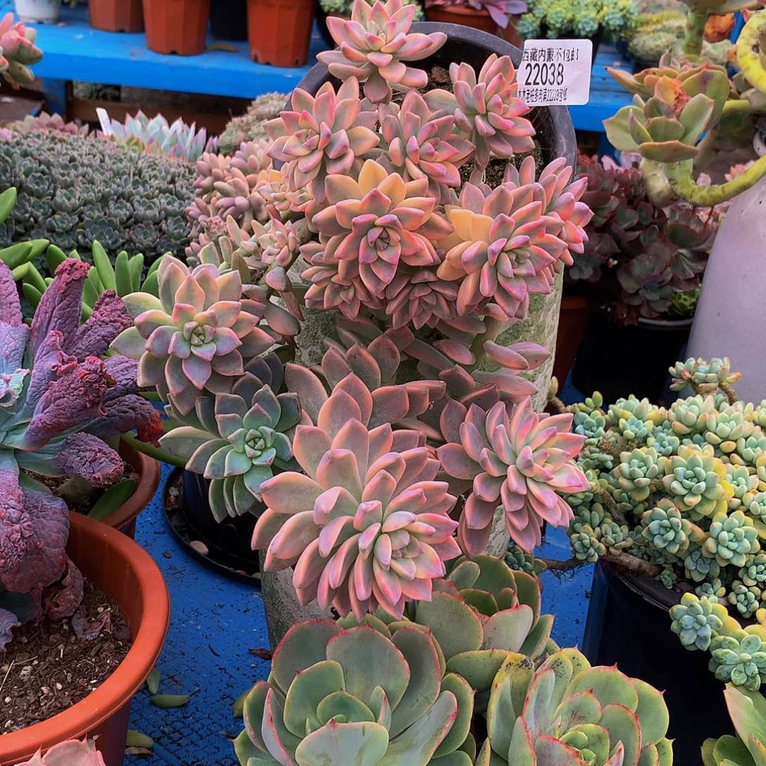 红***鱼   淡雪锦多肉22038