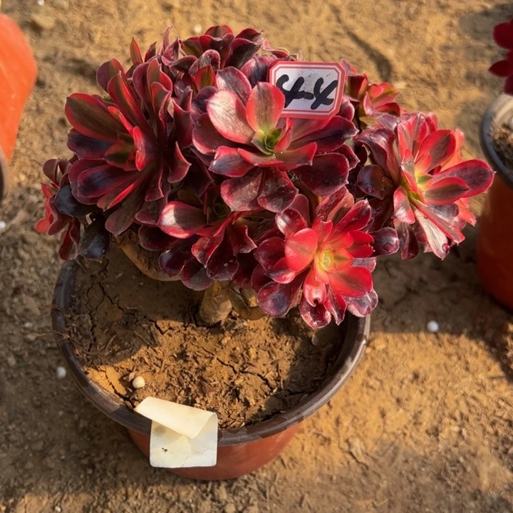 沐****）美杜莎多肉植物4-4