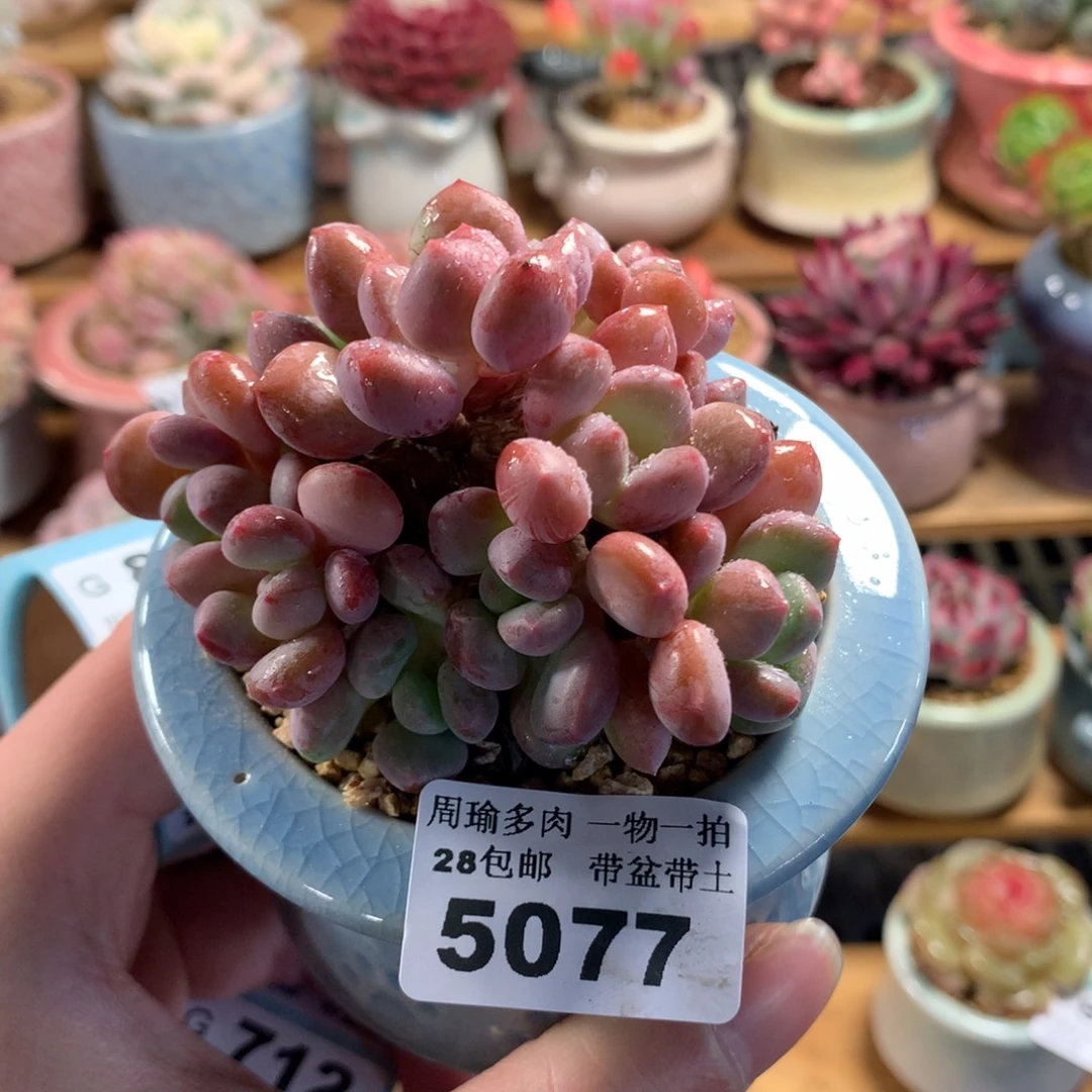 5厘米盆精控多肉5077