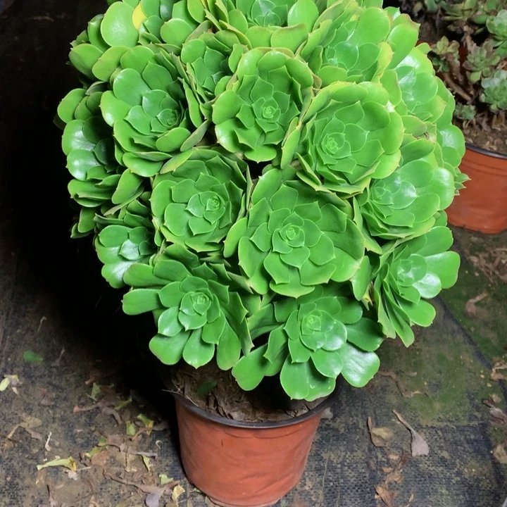 85绿羊绒多肉111111