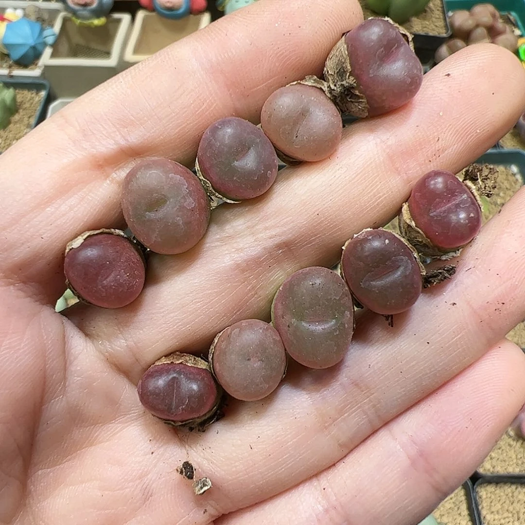 【闪购商品】超毛*10