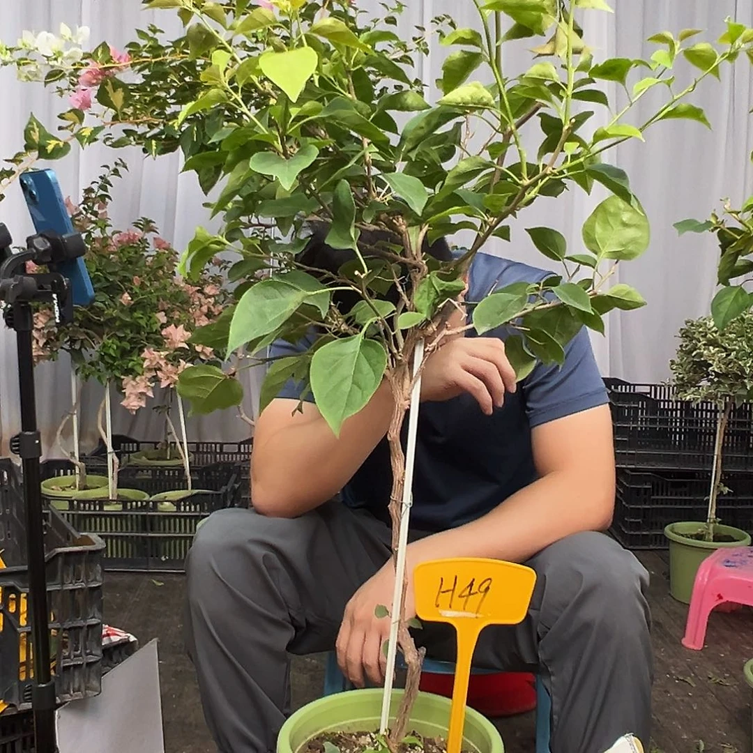 P***l当前无花栽培后可以开花H49不甜