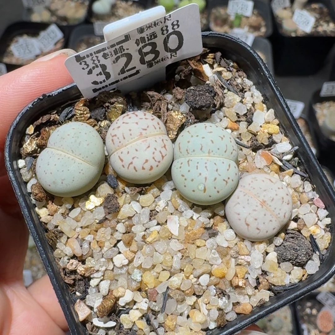 老板娘正在直播3280