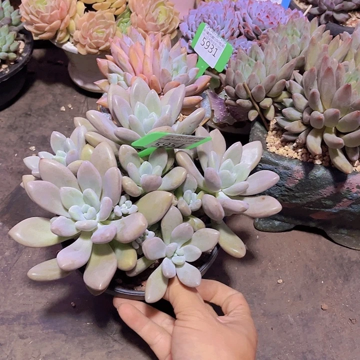 北***笙5951原始虞美人。