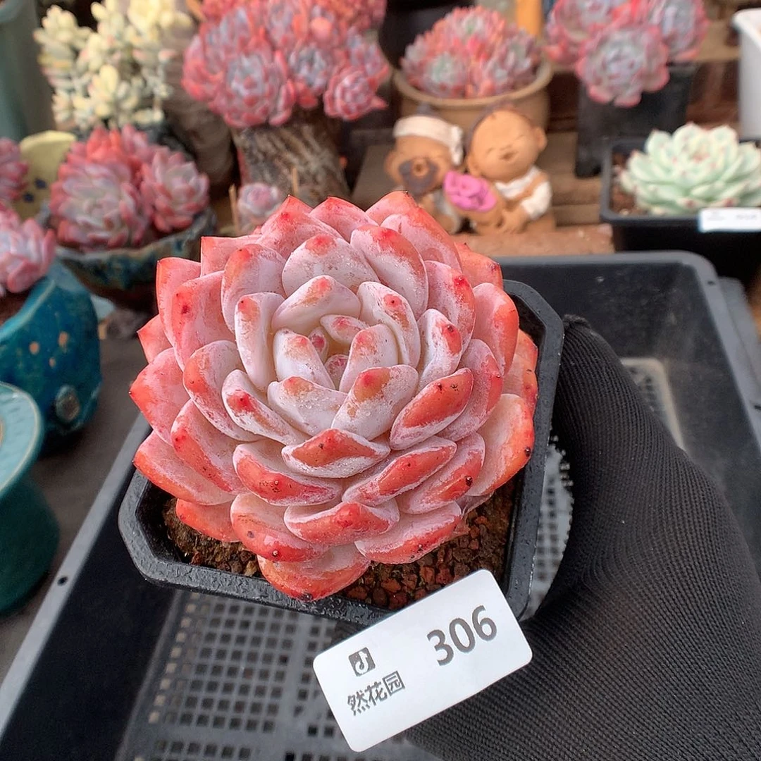 306雪天使多肉植物66666