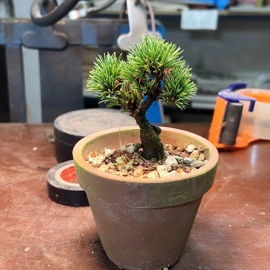 无花朵健健康康快快乐乐