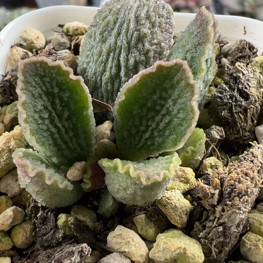 福利款实生新品大苗