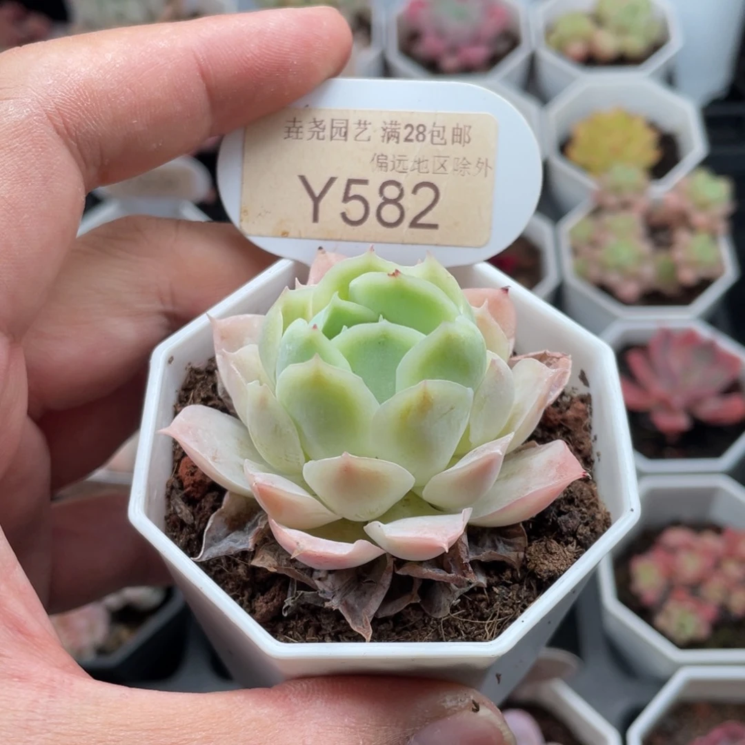冰梅0582-5.0厘米