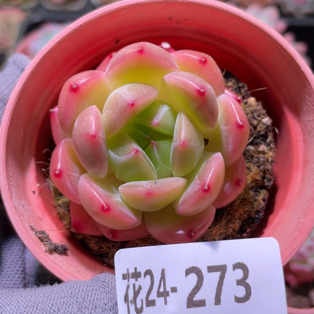 花利美24-273新品