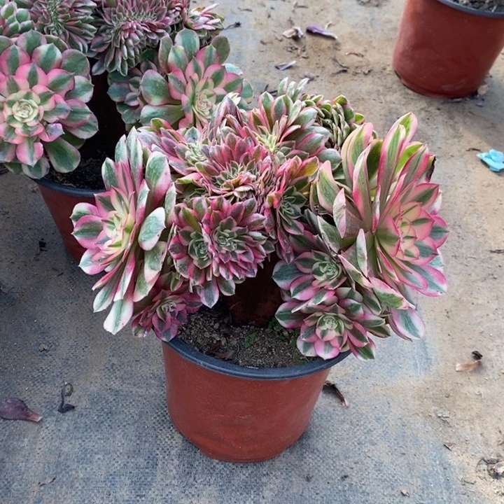 倾城缀多肉植物43