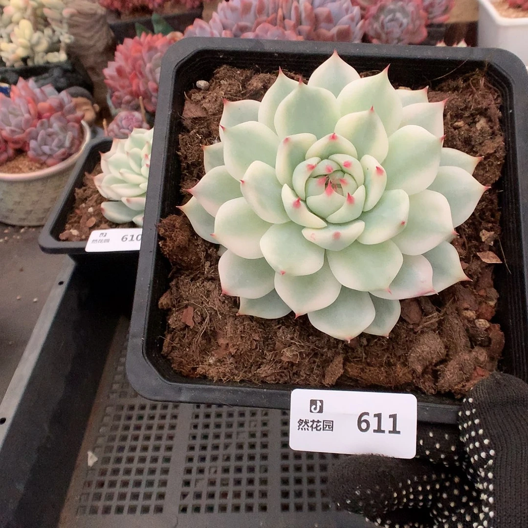 呵***呵611吉娃娃锦多肉植物6666