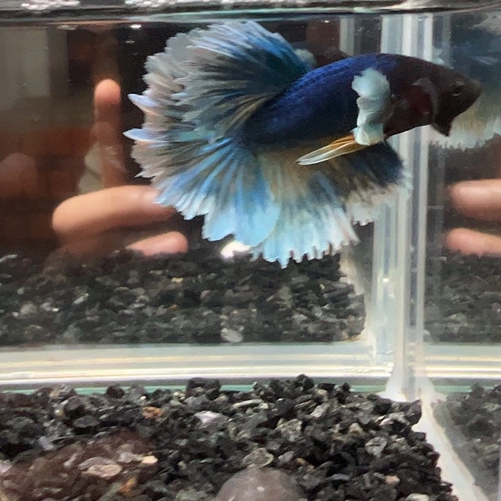 斗鱼满30包邮11日20