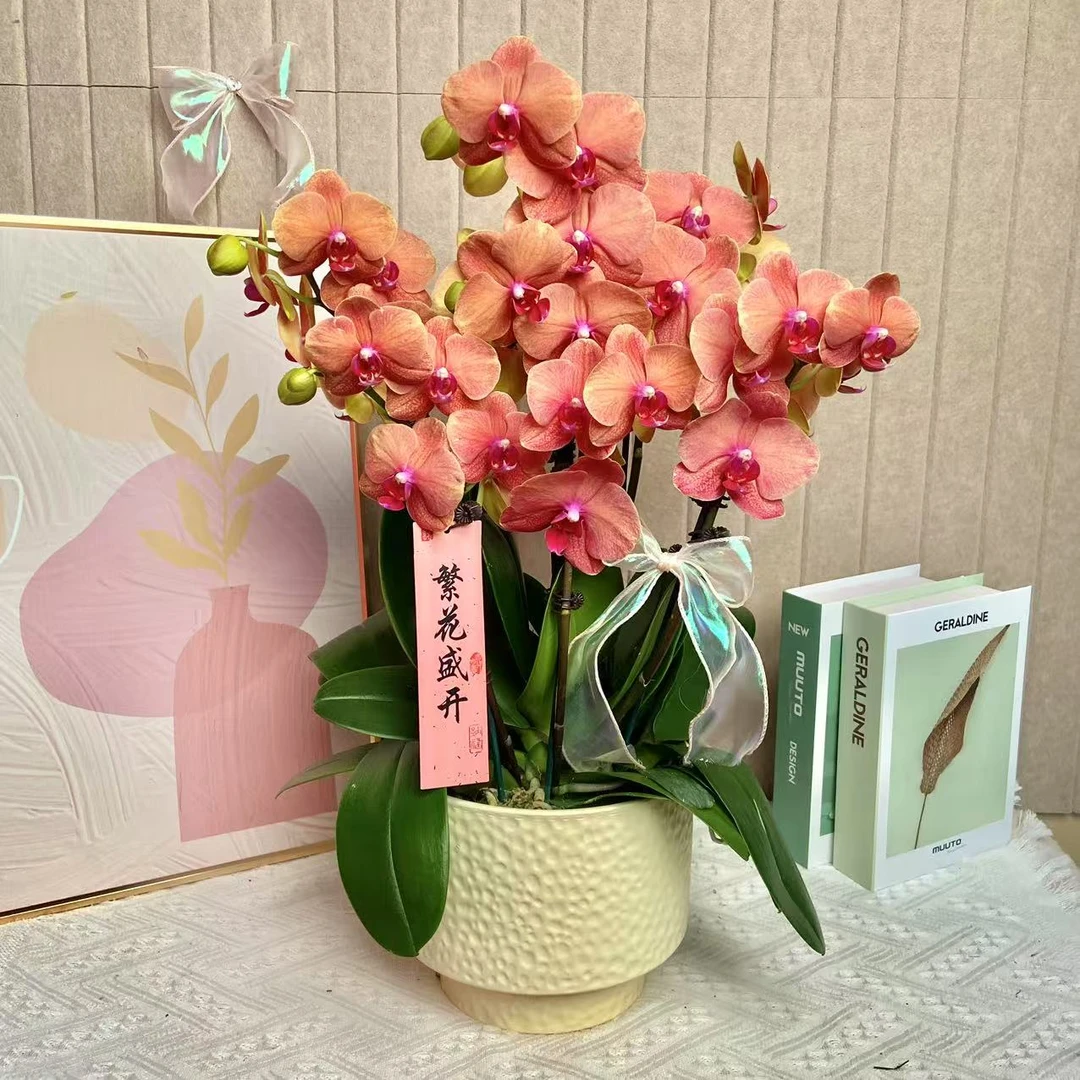 福满 金桔 蝴蝶兰 罕见橙色蝴蝶兰室内精品观赏真花