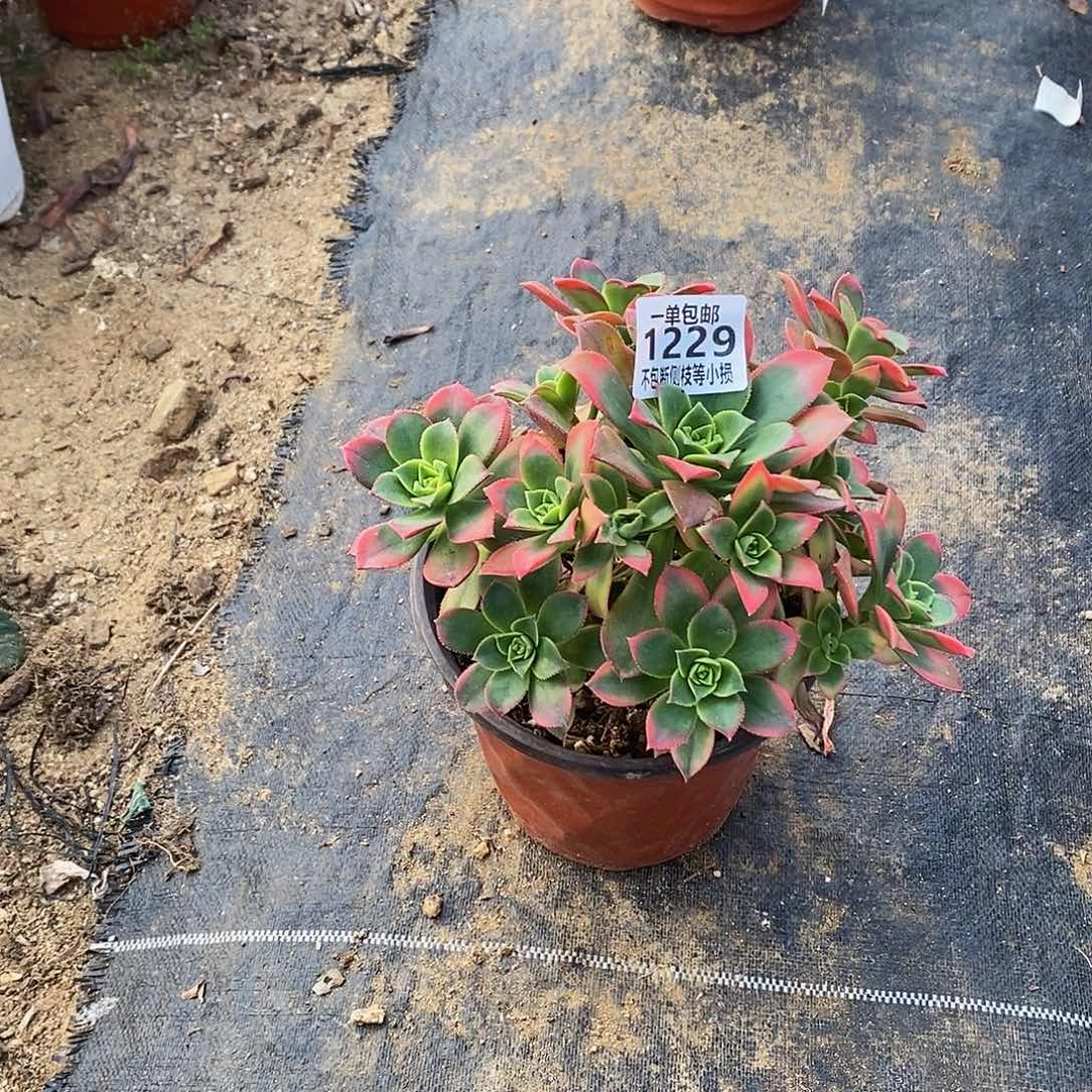 1229艳日辉多肉叶片摩擦变黑
