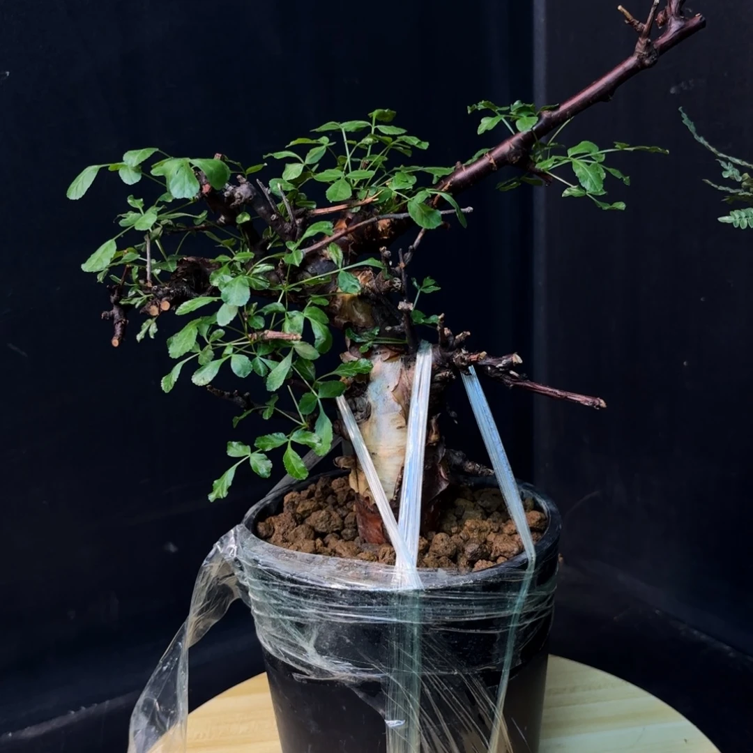 黑皮勃然恩斯产地带盆