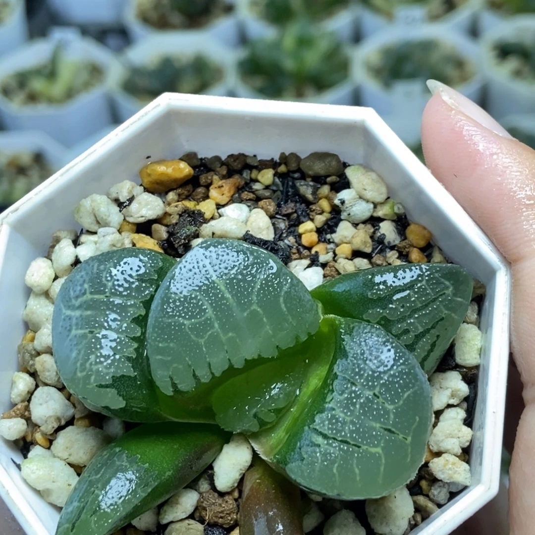 巨大化通灵宝玉的