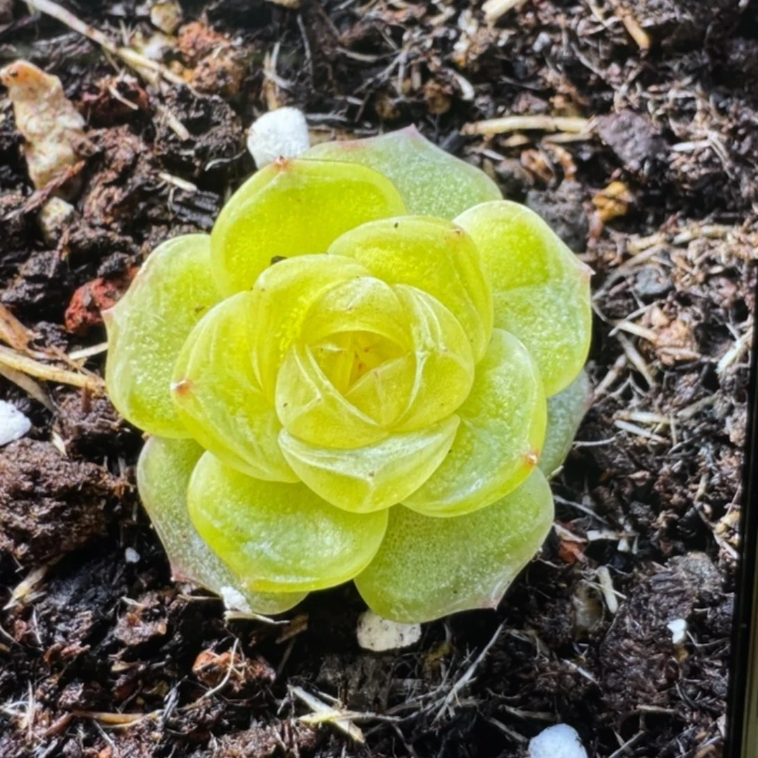 欧泊20粒，口碑必拍款，超推荐