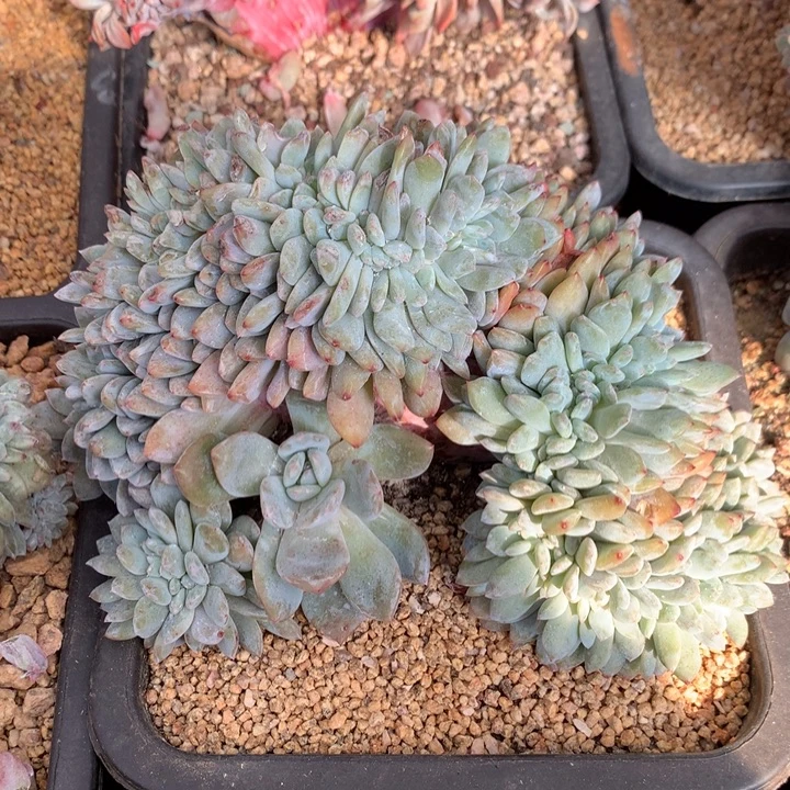 多肉植物星影树缀