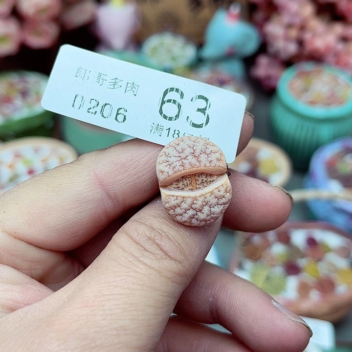 生石花满18包邮6-63