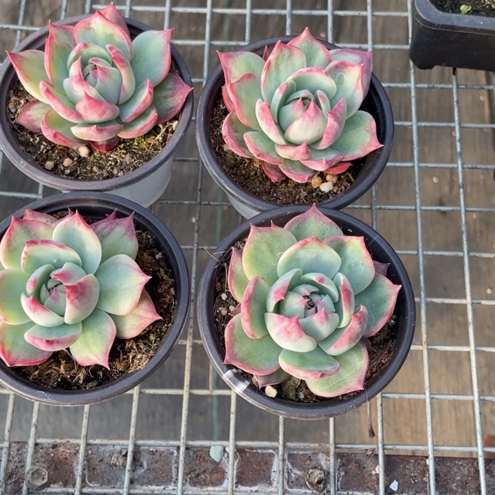 惊鸿仙子一颗冠幅6-7厘米20包邮新疆西藏不发