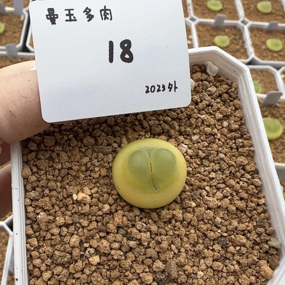 横****店多肉多肉多肉2025-018