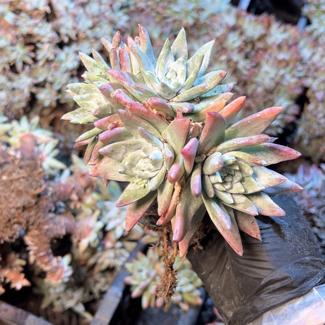 6433哈哈哈哈哈哈哈哈