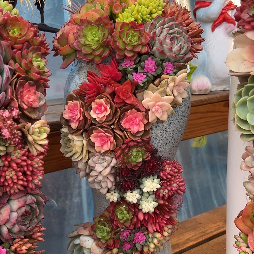 119龙凤花园多肉嘴哦花园