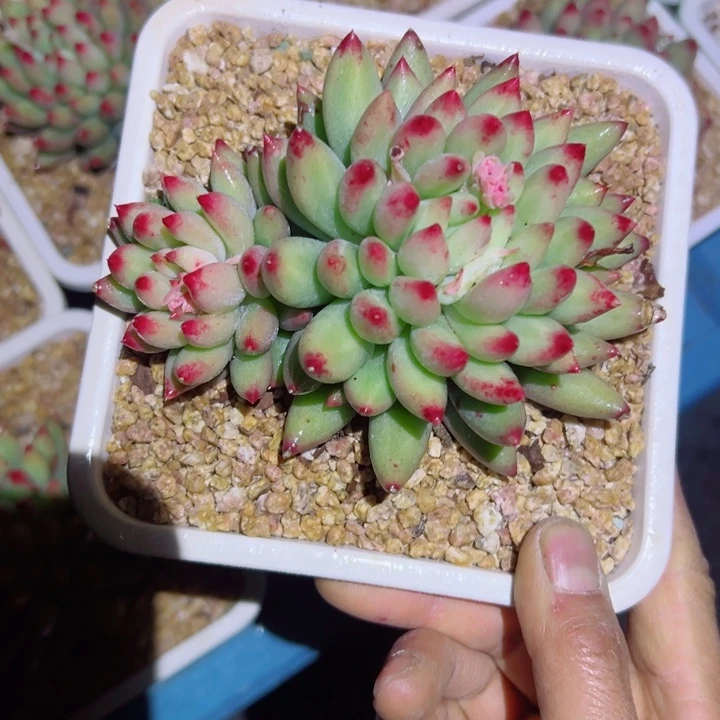 精品多肉植物老桩