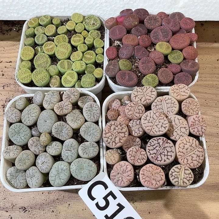 生516石花拼盆带盆土