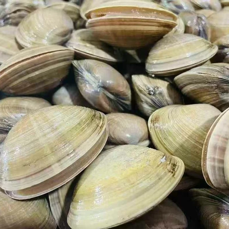 鲜活黄蚬子500g/份