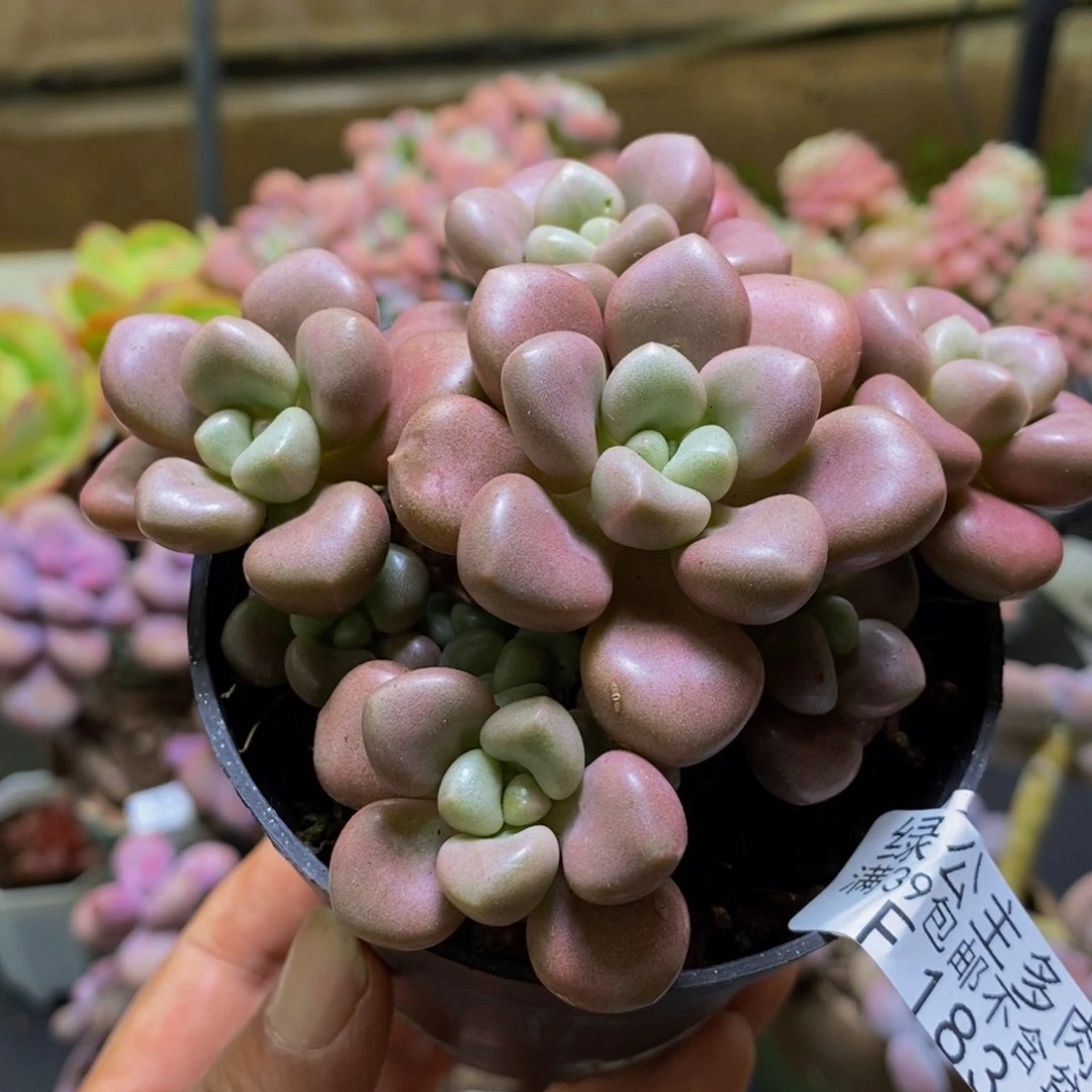 183先锋派8cm多肉