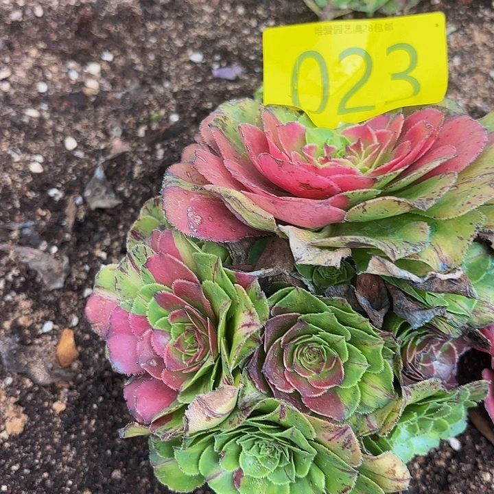 多肉植物福利来023个