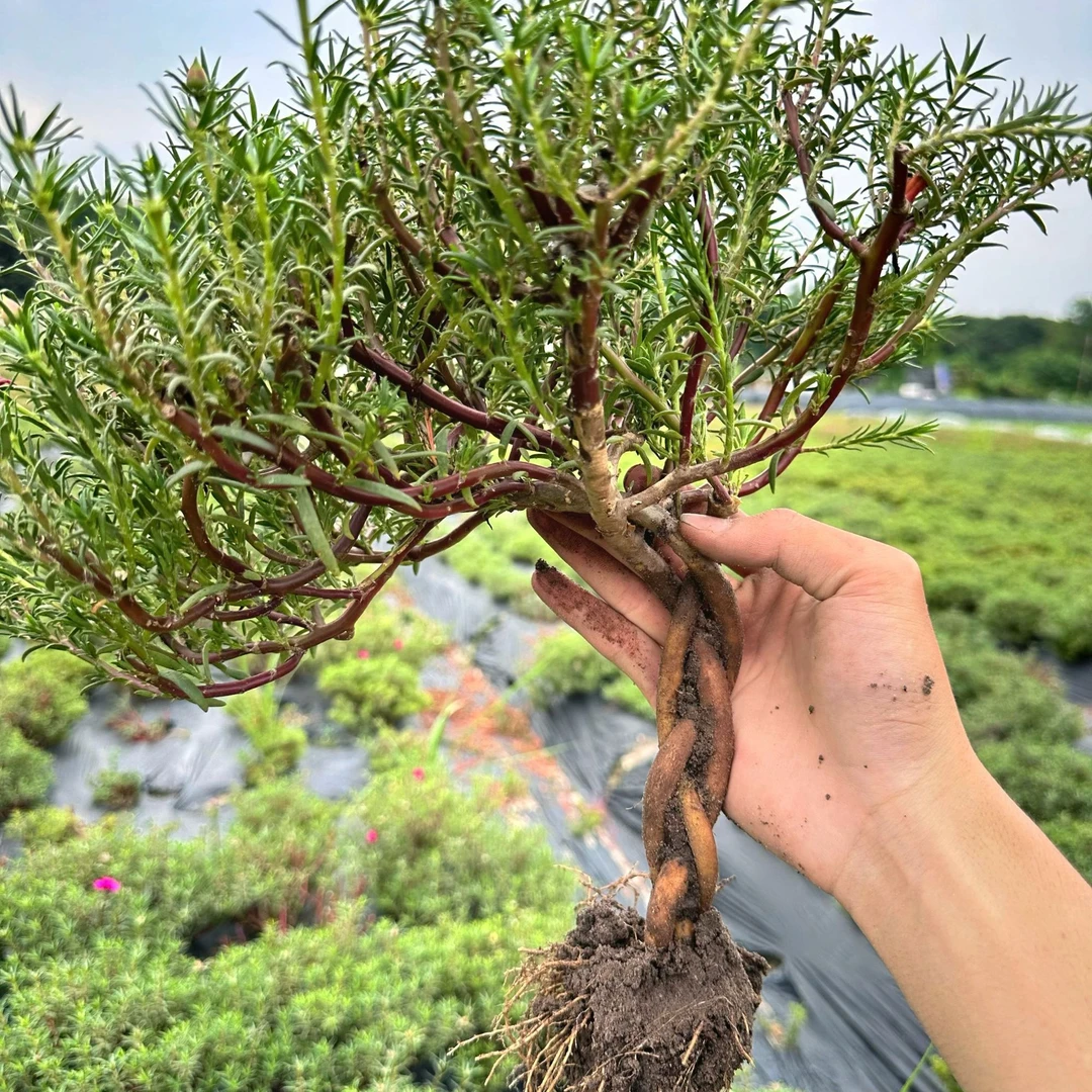 玫红王太阳花辫子桩六股辫