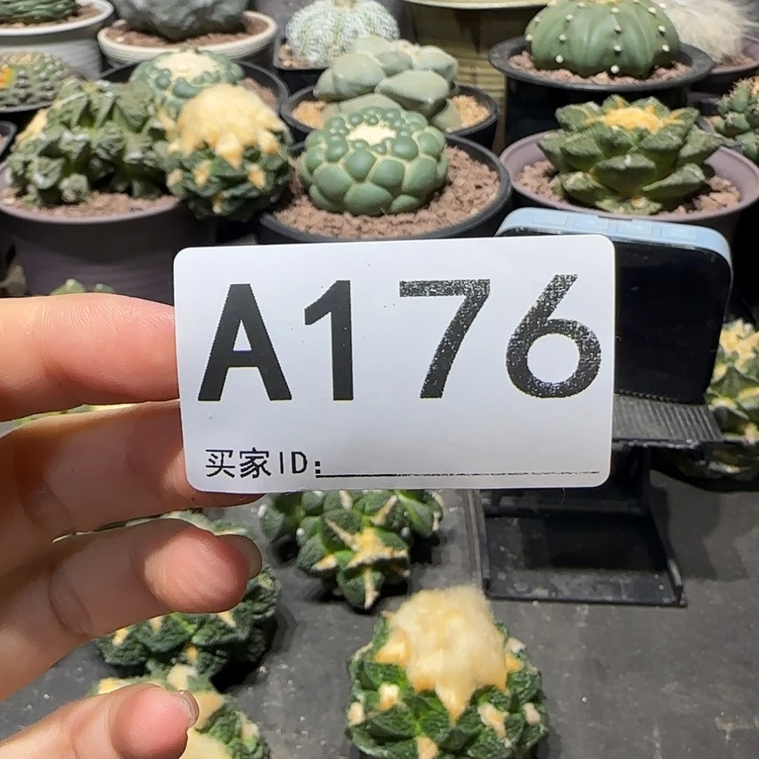 烟***昧实生仙人球特价一颗