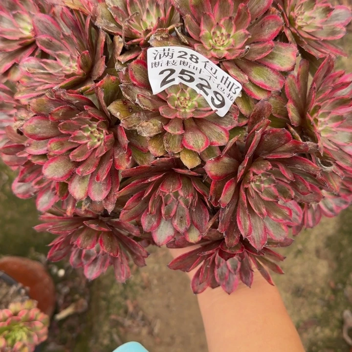 2529紫霞多肉植物