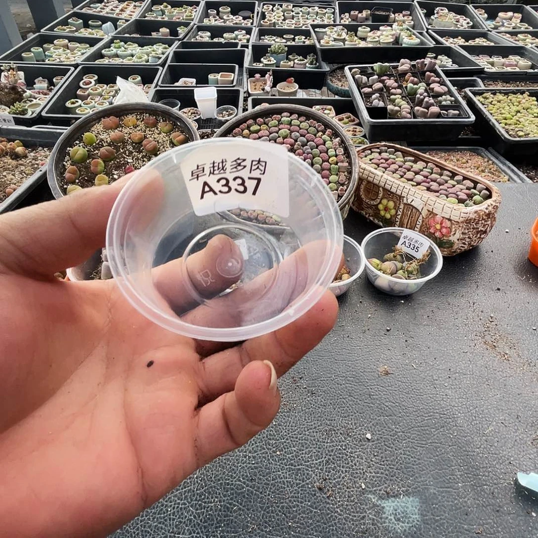 白***月一物一拍奶瓶A337