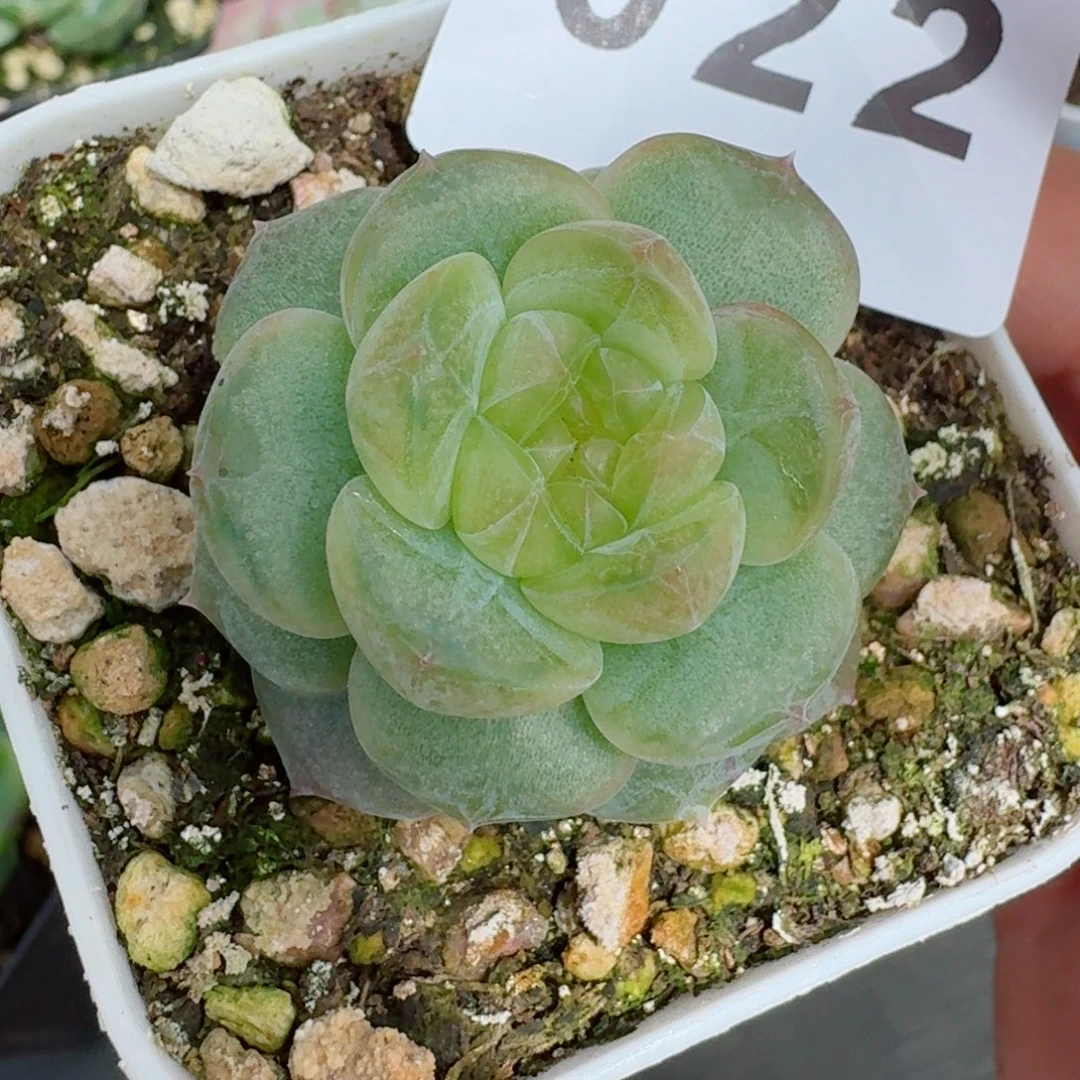 秒黄心珍妮            精美多肉植物