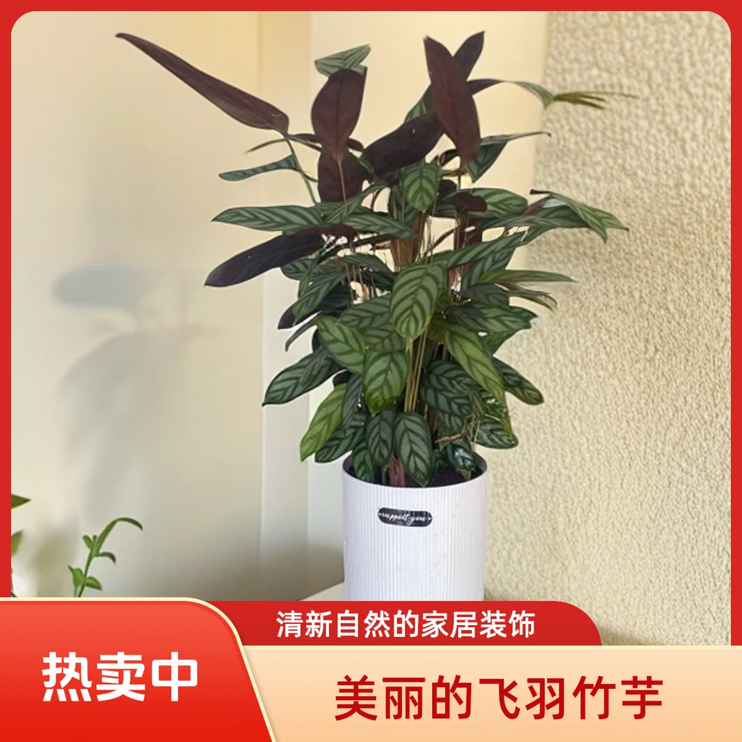 新飞羽竹芋带白色圆形盆盆栽室内绿植四季常青好养耐阴吸甲醛