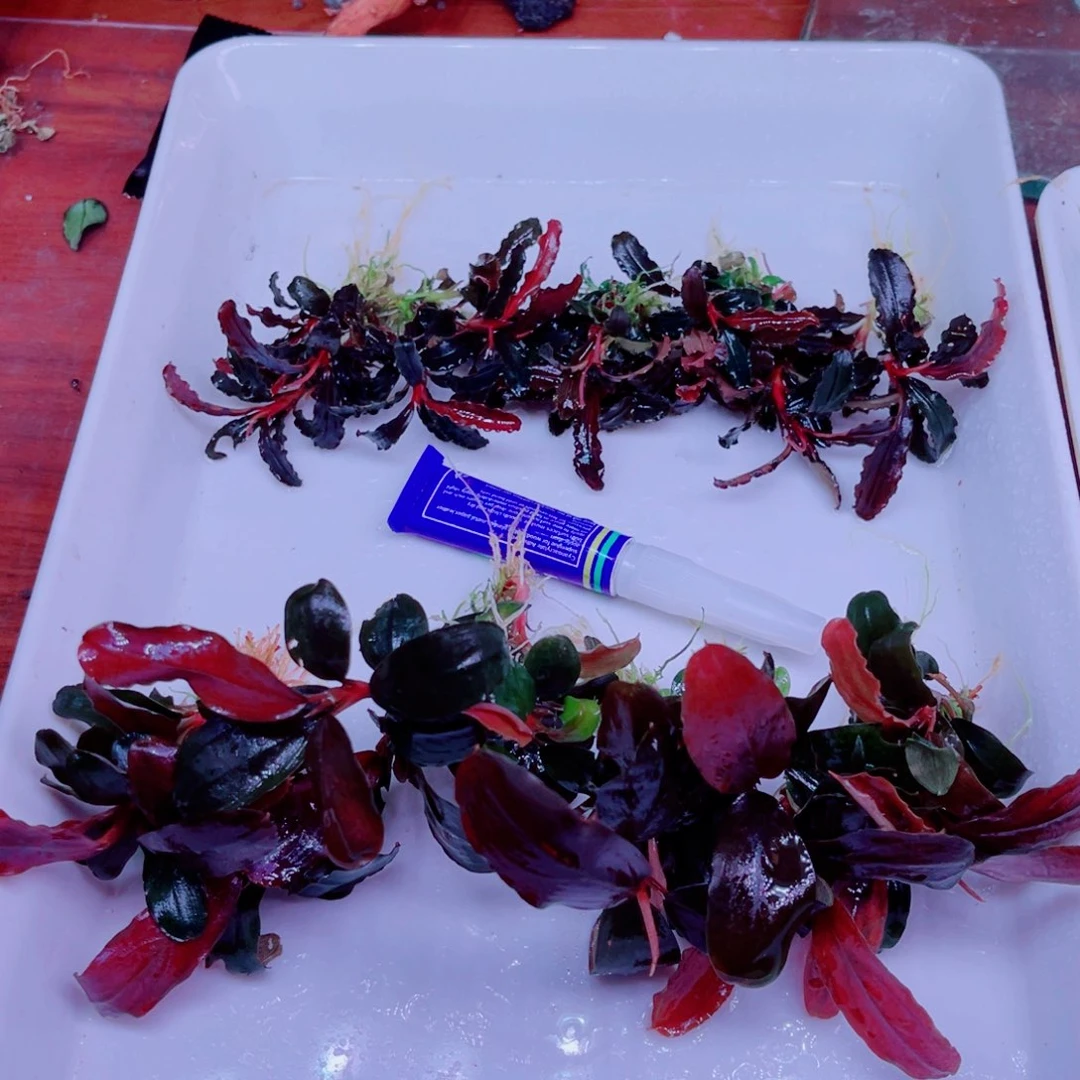 美小呆哇塞套餐一份