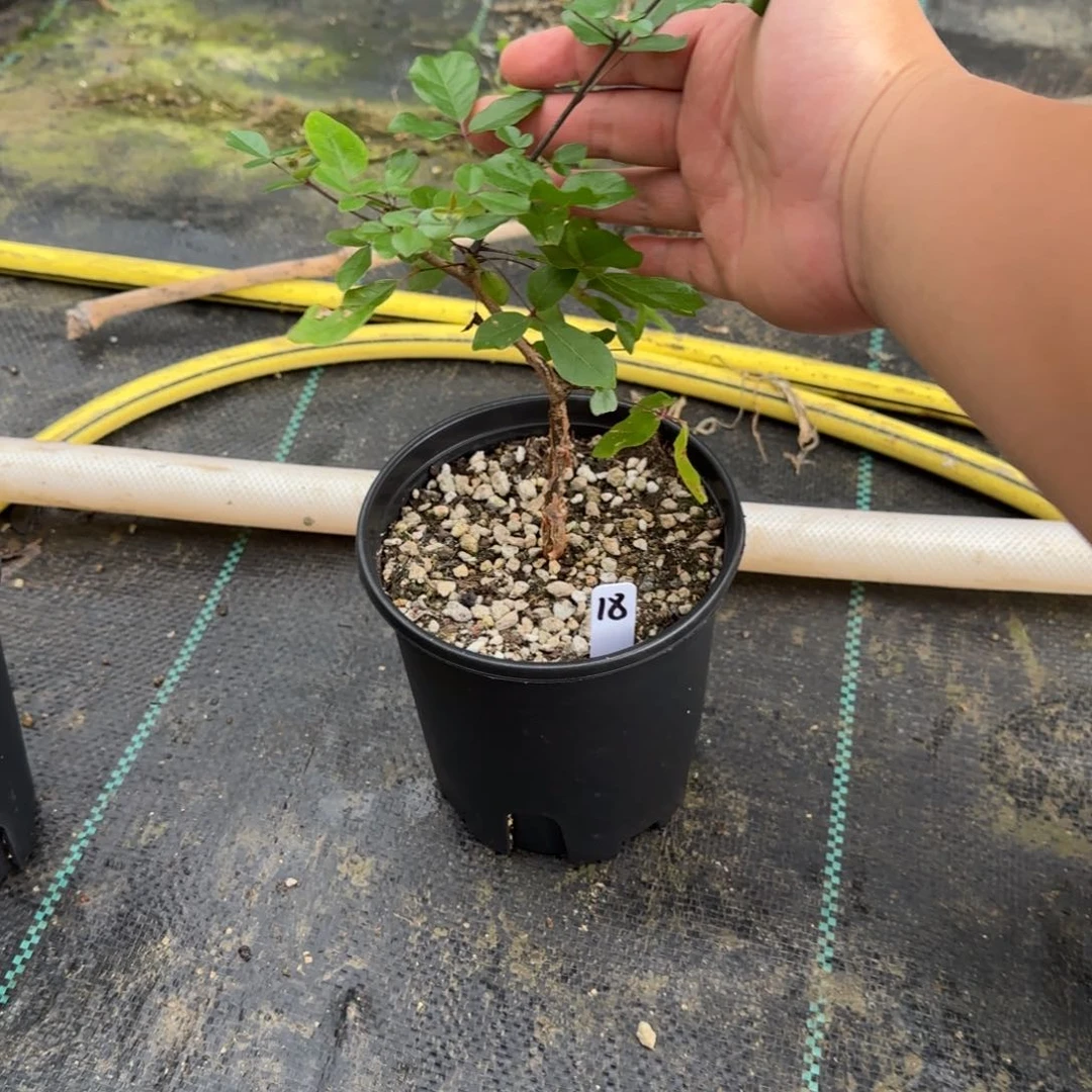 娅***妮奥比克 顺丰到付 带盆 18号